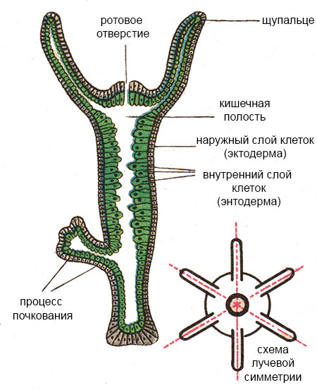 Купить героин в москве